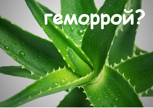 Алоэ при геморрое: как применять, отзывы