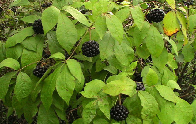 Как быстро поднять давление в домашних условиях: таблетки и народные средства