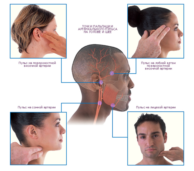 Частота сердечных сокращений у взрослых. Пульс здорового человека — каким он должен быть?