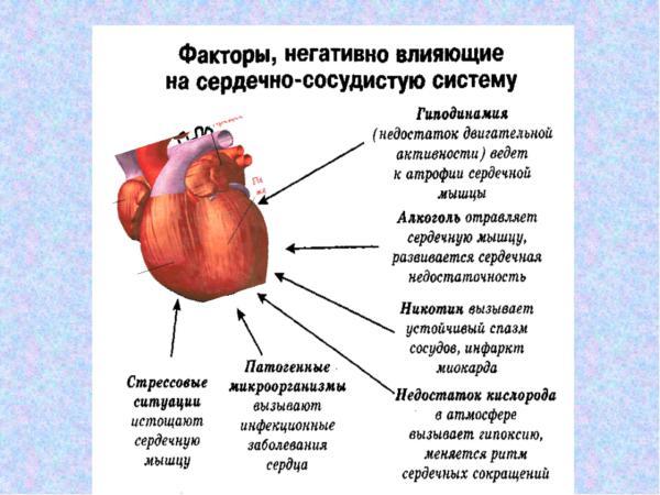 Верхнее и нижнее артериальное давление крови: что означает, за что отвечает? Какая разница должна быть между верхним и нижним давлением крови по возрасту допустимая и нормальная?