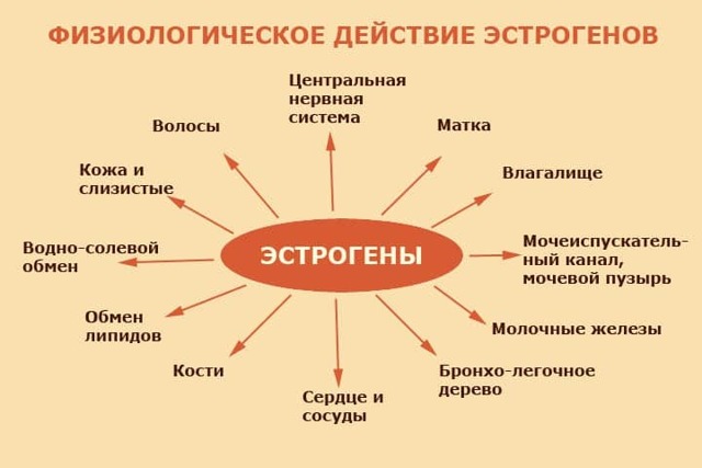 Виды анализов крови на гормоны: какой анализ сдать и когда?