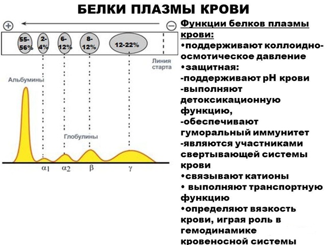 Белки плазмы крови – их функции в организме, фракции и их характеристика
