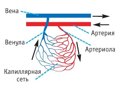 Спазм сосудов головного мозга