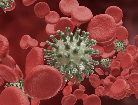 Вирус гепатита С (Hepatitis C Virus), качественное суммарное определение антител, ИФА (anti-HCV, кач.)
