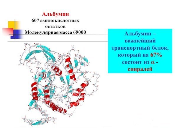 Альбумин в крови: норма, повышен, понижен в биохимическом анализе, как повысить в домашних условиях