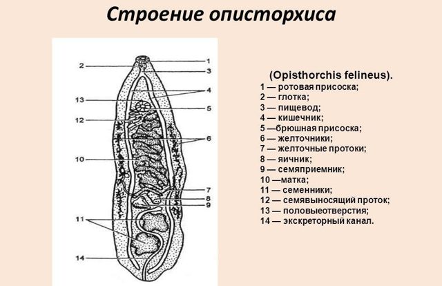 Описторхоз симптомы и лечение у взрослых фото
