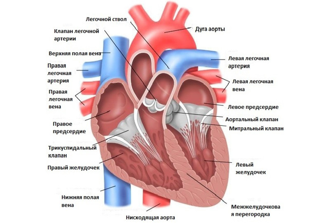 Анатомия и внутреннее строение сердца человека. Физиология сердца: проводящая система сердца