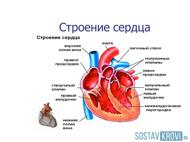 Регургитация 1 степени что это такое - Всё о сердце