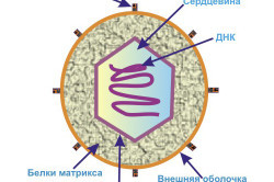 Anti hbs меньше 2 что значит. HbsAg отрицательный: что это значит. Кто сказал, что вылечить тяжелые заболевания печени не возможно