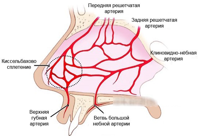 Как остановить носовое кровотечение - Лечение кровотечений