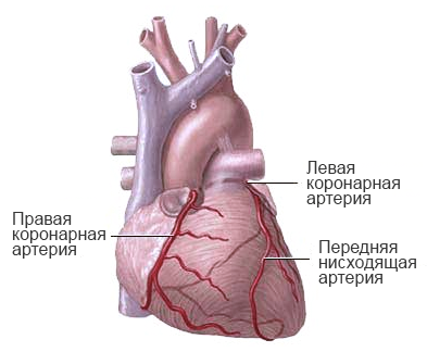 Сердце человека: анатомия и физиология главного органа