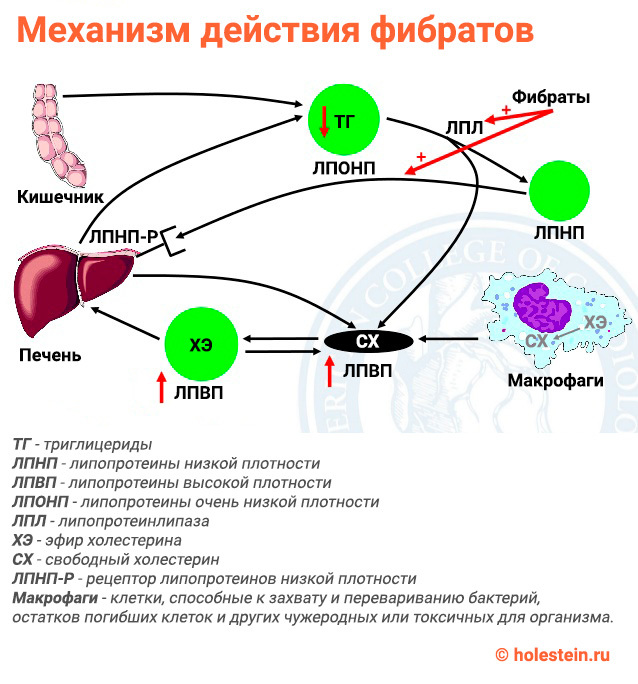 Фибраты препараты - что это такое и полный список