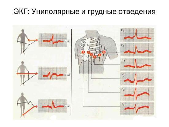Как часто можно делать ЭКГ сердца, частота проведения процедуры