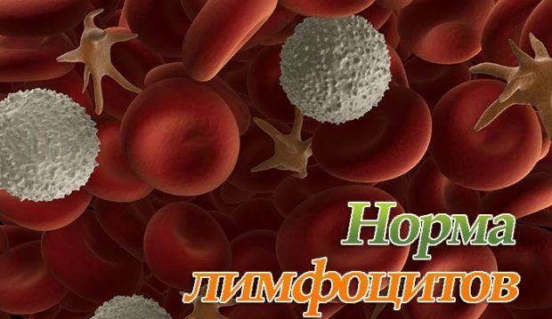 Нормы лимфоцитов у взрослых и детей