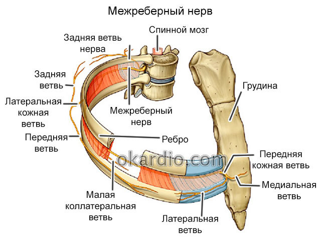 Боль в сердце при кашле - Всё о сердце