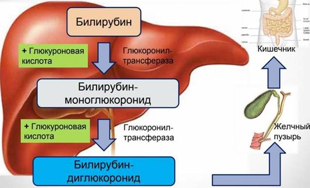Какова норма билирубина в крови у взрослого человека? Основные показатели.