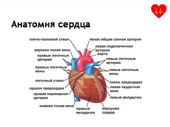 Сердце человека имеет камерное строение количество камер. Сколько камер присутствует в сердце человека