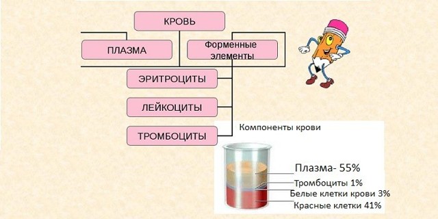 Болезнь крови. Болезни органов крови