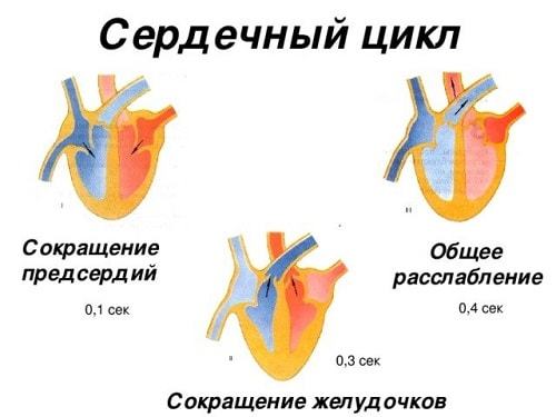 Анатомия и внутреннее строение сердца человека. Физиология сердца: проводящая система сердца