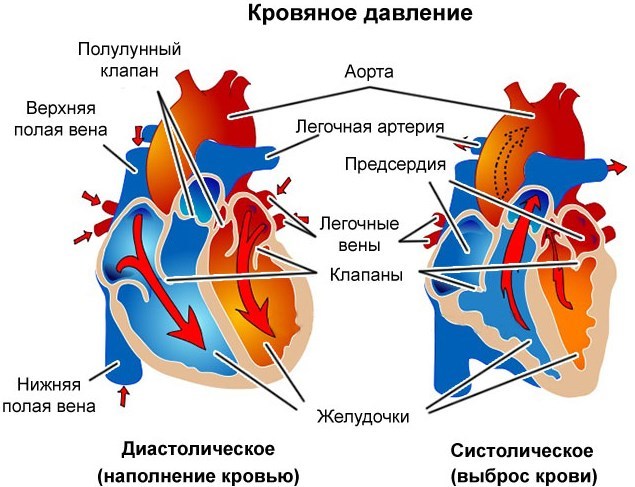 Высокое сердечное давление: причины, симптомы и лечение