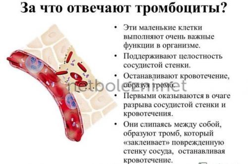 Почему в крови мало тромбоцитов: причины снижения и что с этим делать