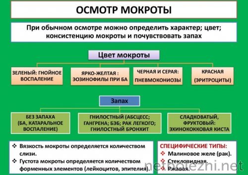 Зеленая мокрота при кашле