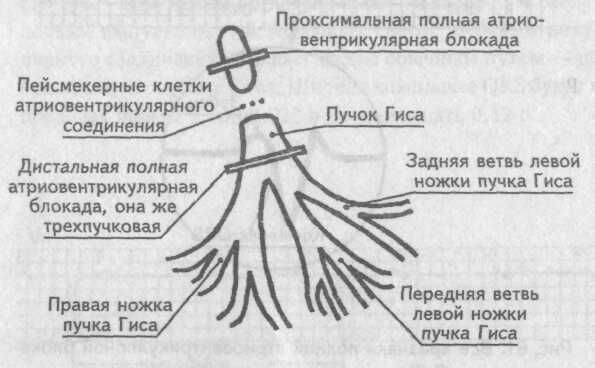 Атриовентрикулярная проводимость Википедия
