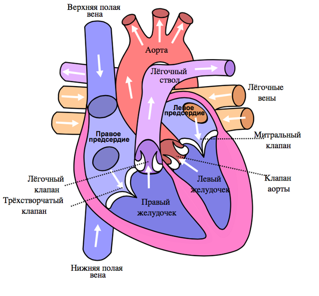 Анатомия сосудов легких. Легочная артерия