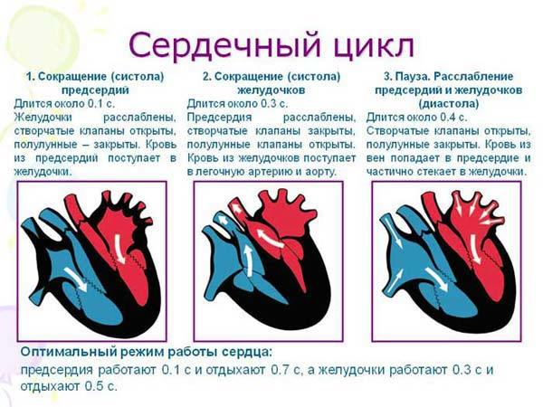 Во время сердечного цикла сокращение предсердий длится. Сердечный цикл