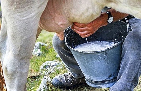 Хвороби корів: причини, симптоми, способи лікування, профілактика тварин