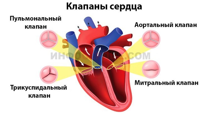 Трикуспидальная регургитация: степени, причины, лечение. Минимальная митральная регургитация что это такое