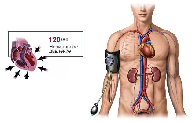 Давление человека - норма по возрасту, какое артериальное давление считается нормальным для человека?