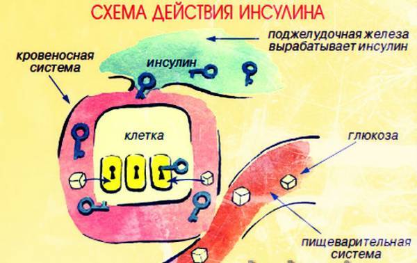 Инсулин в крови: норма у женщин, мужчин и детей