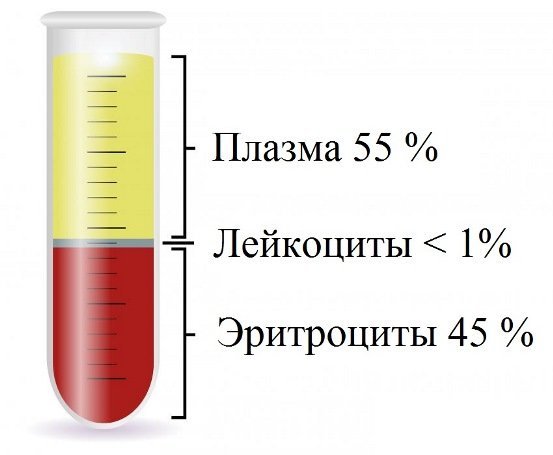 СОЭ: обозначение, норма, повышенный, пониженный, измерения