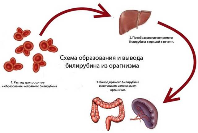 Какова норма билирубина в крови у взрослого человека? Основные показатели.