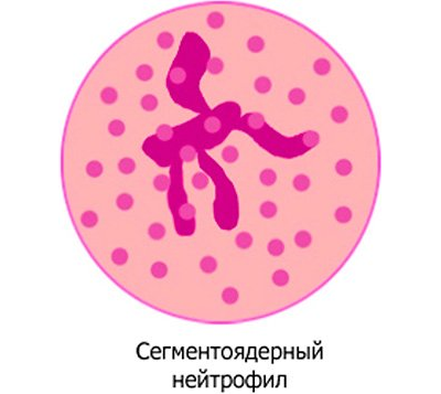 Почему сегментоядерные нейтрофилы понижены у ребенка или повышены, их норма