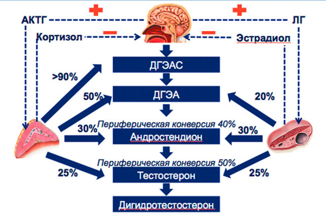 Как сдавать анализ на гормоны