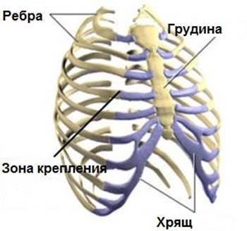 Почему болит грудная клетка посередине: возможный диагноз. Что делать если болит грудная клетка посередине – первая помощь - Автор Екатерина Данилова