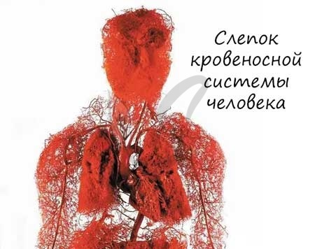 Где артериальная кровь становится венозной. Артериальная и венозная кровь, кровеносная система, круги кровообращения