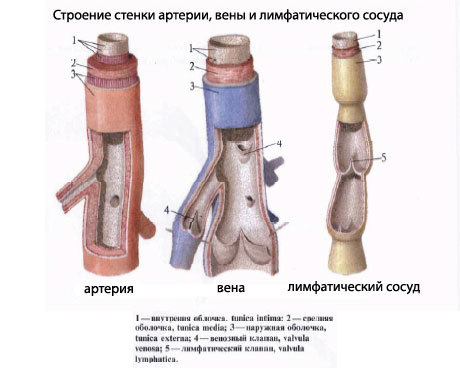АРТЕРИИ — Большая Медицинская Энциклопедия