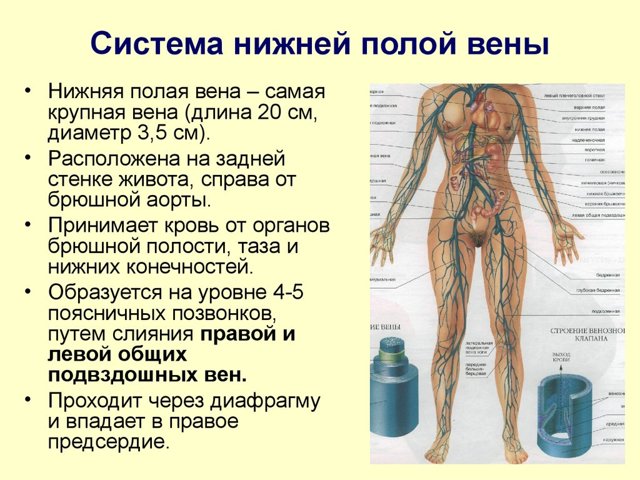 Верхняя полая вена — Карта знаний