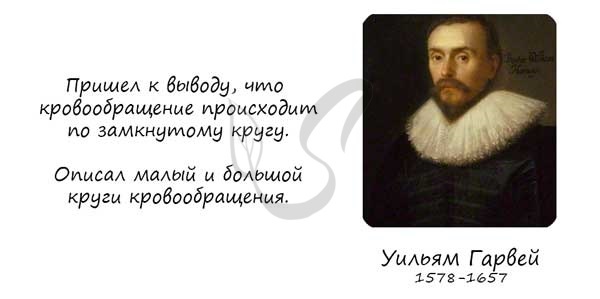 К малому кругу кровообращения относят легочное вену почему? - Школьные Знания.com