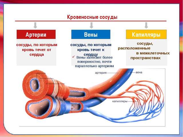 Коагулограмма - обязательный анализ при беременности, перед операцией