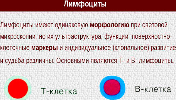 Лимфоциты в крови: повышены, понижены, в норме - причины у взрослого, у женщин, у ребенка