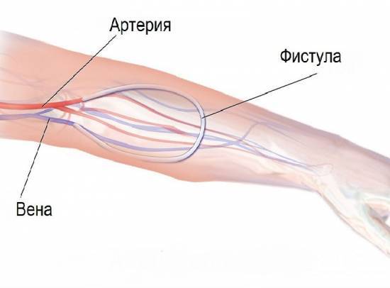 Из левого желудочка вытекает кровь | Наше сердце