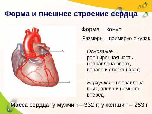 133. Слои стенки сердца, их функции.