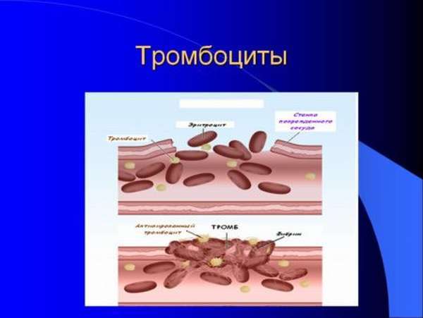 Свертывание крови. Схема свертывания крови