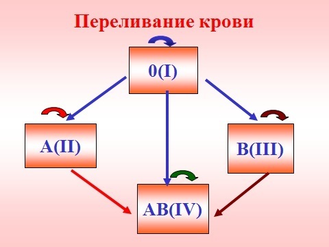 Группы крови: виды, совместимость, универсальная группа крови
