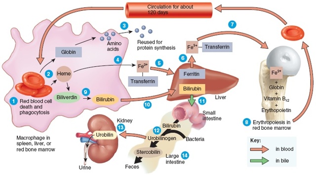 Какая должна быть норма железа в крови для правильной работы организма?