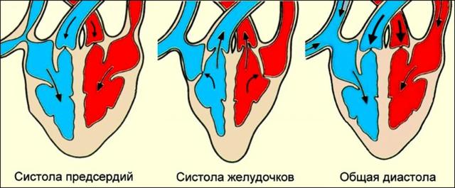 Во время сердечного цикла сокращение предсердий длится. Сердечный цикл